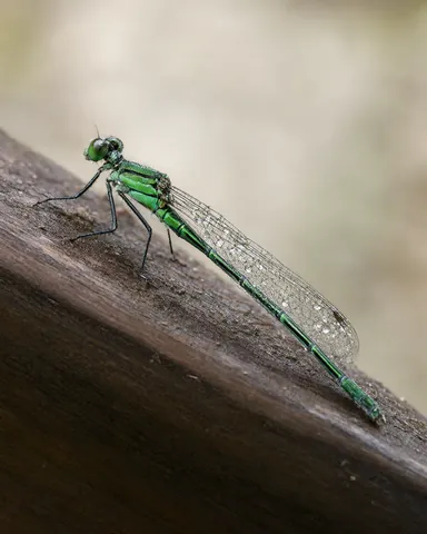 Rainwing on walnut