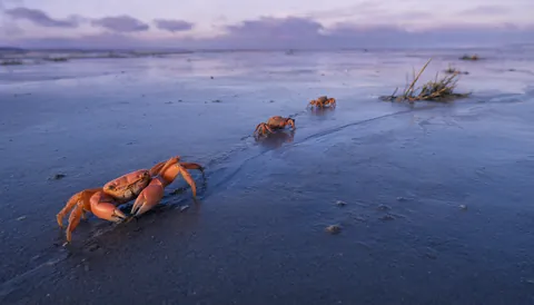 Coral crabs at dusk